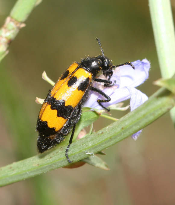 Meloidae:  Mylabris variabilis